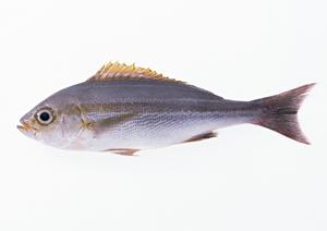 秋葉原で楽しむ新鮮素材と焼きたての海鮮居酒屋「磯丸水産 秋葉原店」