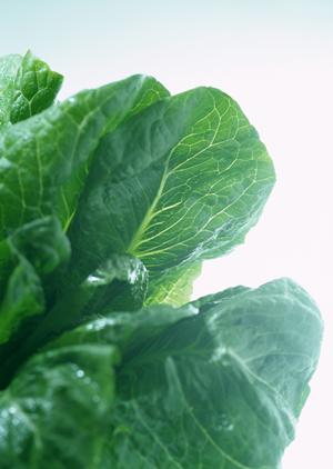 岡山県津山市で愛されるお弁当屋「つるや」のこだわりと魅力