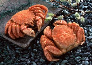 大人の隠れ家で心地良い時間を過ごす方法-魅力あふれる門前仲町の空間【必見】